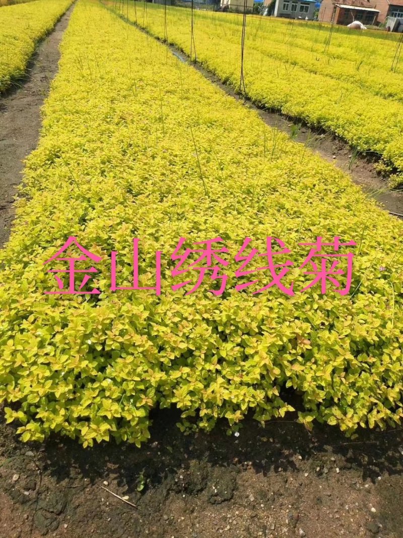 大量批发金叶复叶槭扦插苗源头一手货源产地直发欢迎选购