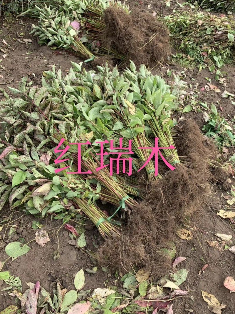大量批发金叶复叶槭扦插苗源头一手货源产地直发欢迎选购