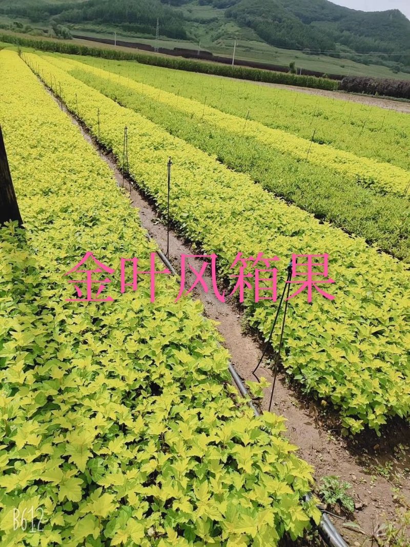 大量批发金叶复叶槭扦插苗源头一手货源产地直发欢迎选购