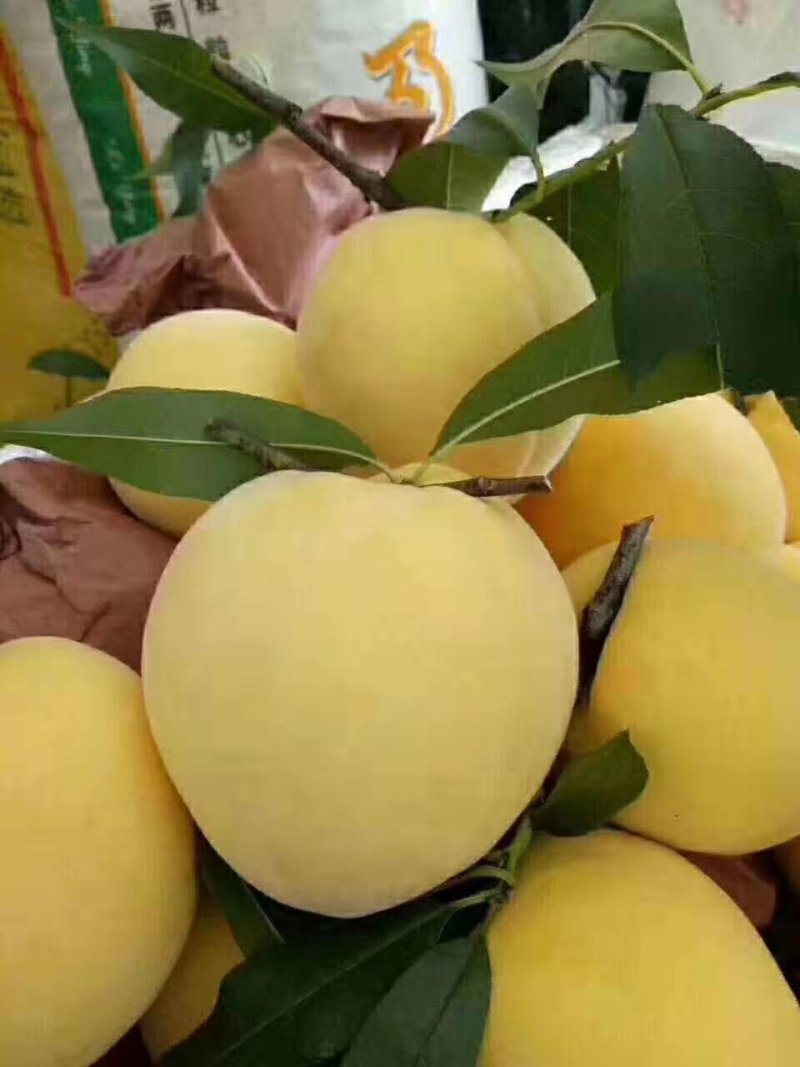黄桃苗，黄桃嫁接苗，广西黄桃苗，质量保证，成活率高