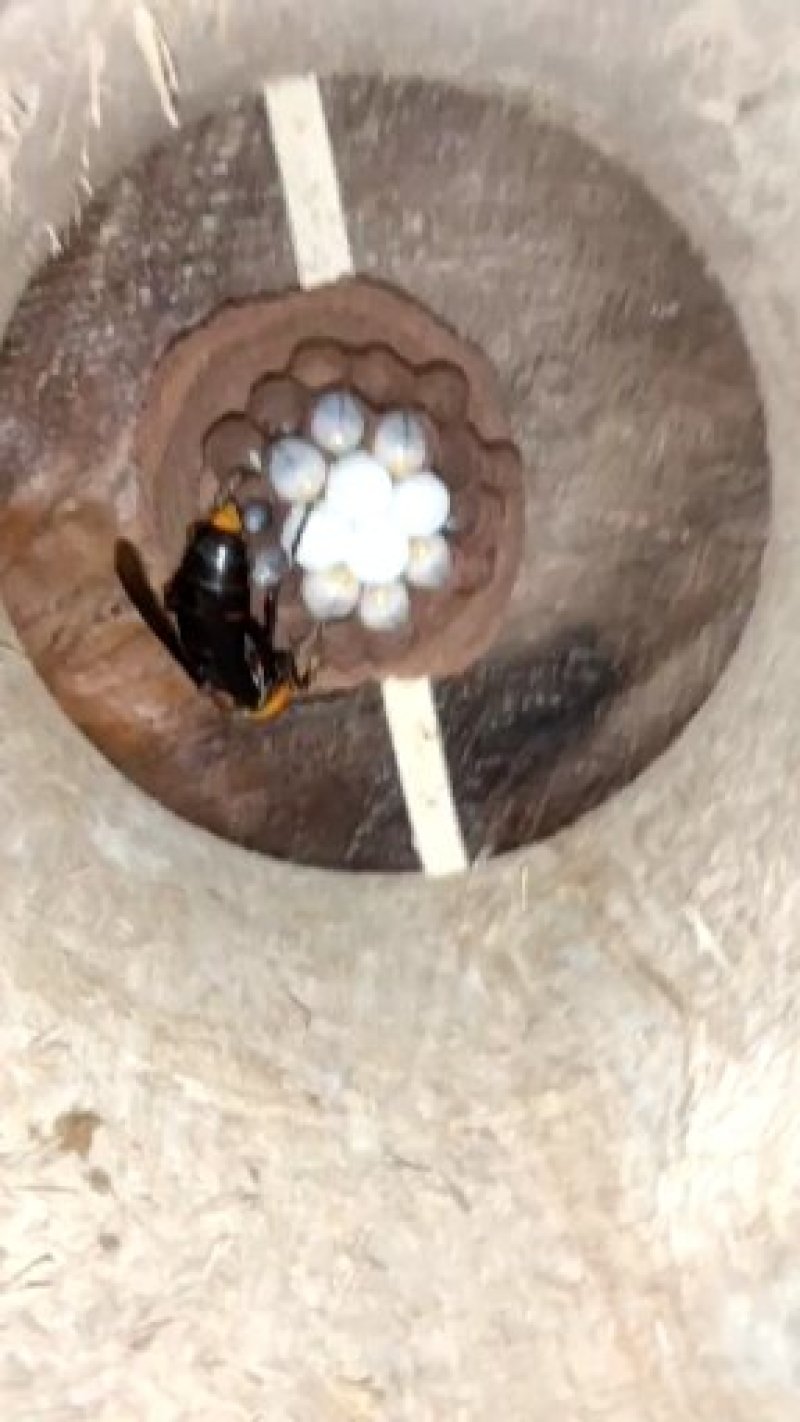 红娘，黄脚，标准蜂群