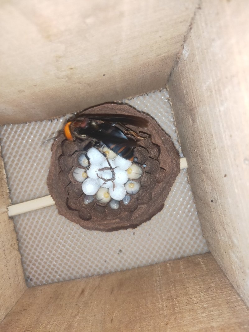 红娘，黄脚，标准蜂群