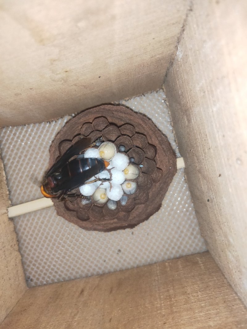 红娘，黄脚，标准蜂群