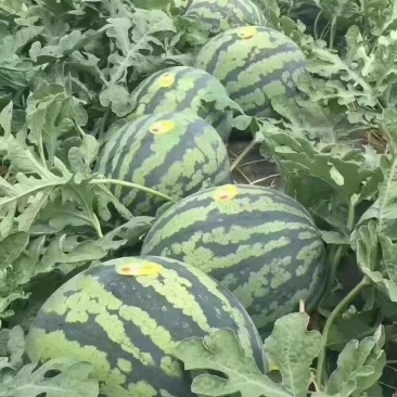 夏邑县美都无籽西瓜，大棚种植.基地直供。