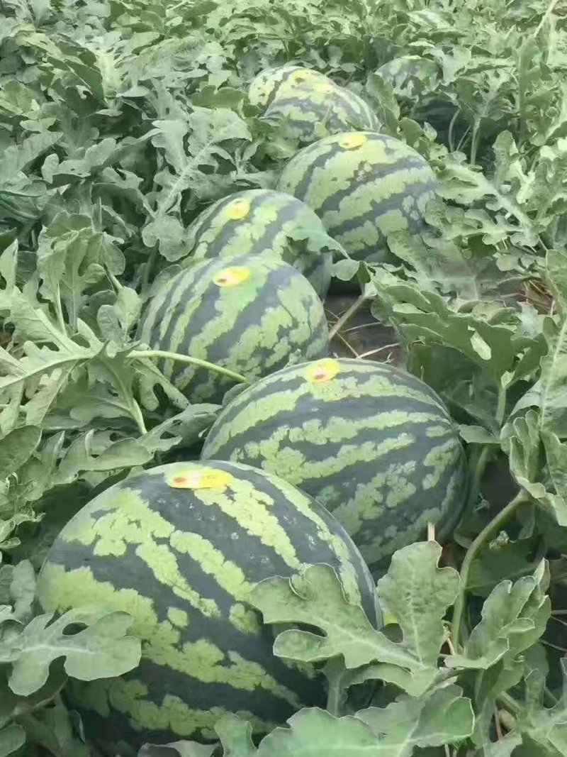 夏邑县美都无籽西瓜，大棚种植.基地直供。