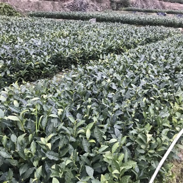 福鼎白茶苗