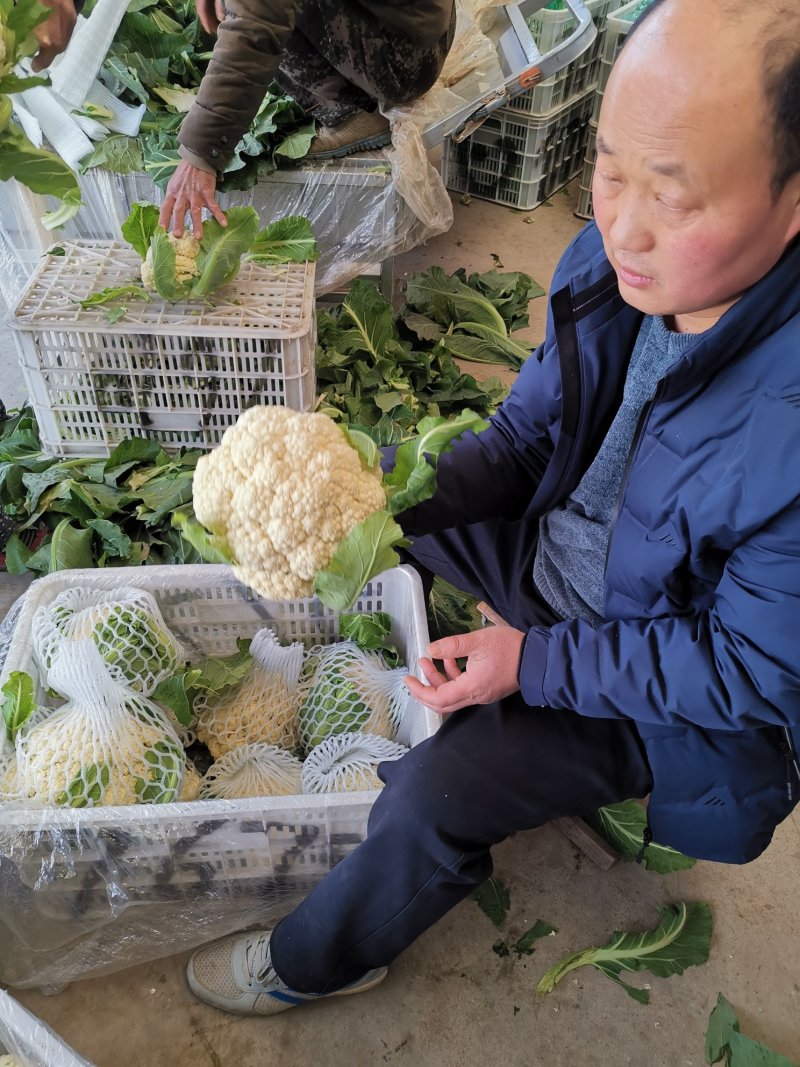 潍坊青州，青梗白面有机菜花，大量上市，欢迎各位老板咨询采