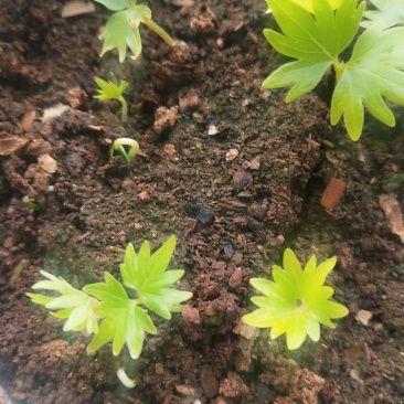 出售椴树种子，紫椴种子，小叶椴开口籽和紫椴苗