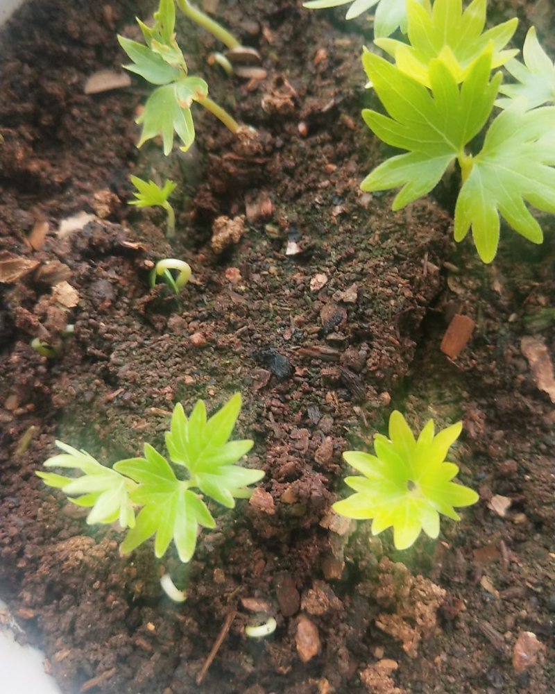 出售椴树种子，紫椴种子，小叶椴开口籽和紫椴苗