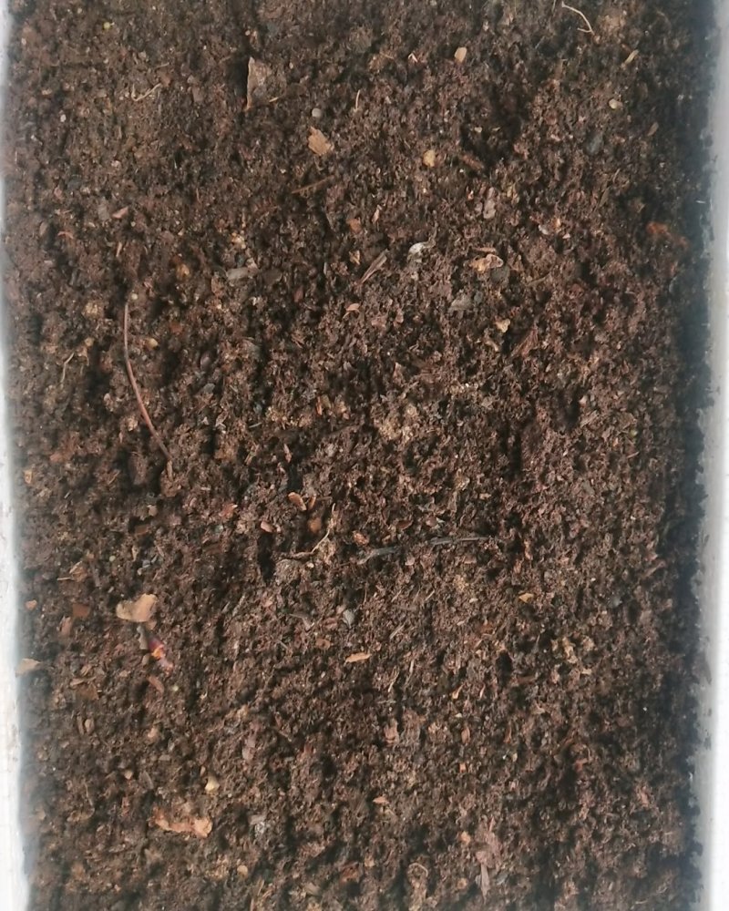 出售椴树种子，紫椴种子，小叶椴开口籽和紫椴苗
