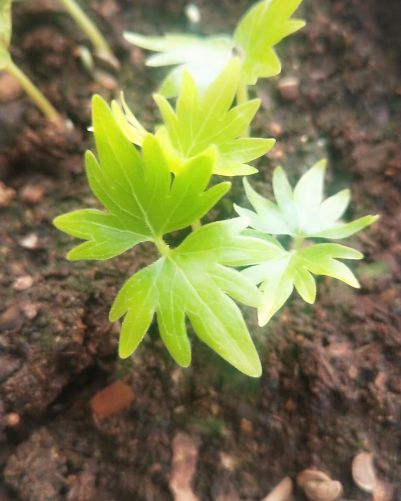 出售椴树种子，紫椴种子，小叶椴开口籽和紫椴苗
