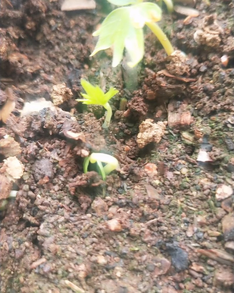 出售椴树种子，紫椴种子，小叶椴开口籽和紫椴苗