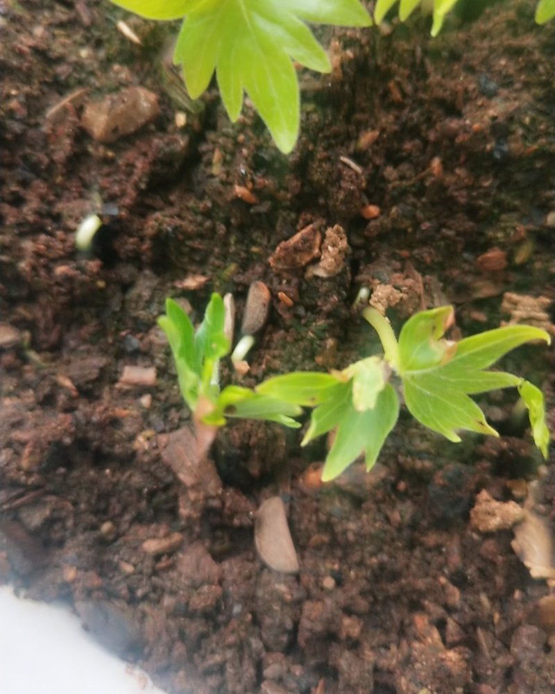 出售椴树种子，紫椴种子，小叶椴开口籽和紫椴苗