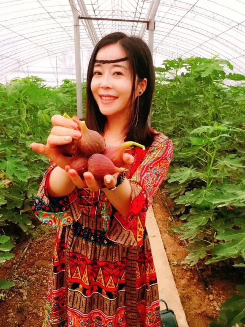 无花果苗亩栽220颗提供种植技术