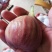 无花果苗亩栽220颗提供种植技术