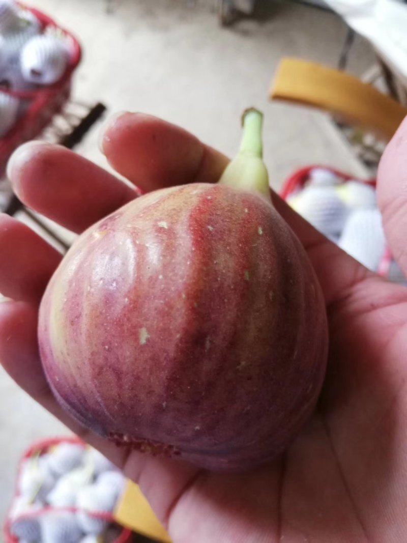 无花果苗亩栽220颗提供种植技术