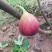 无花果苗亩栽220颗提供种植技术