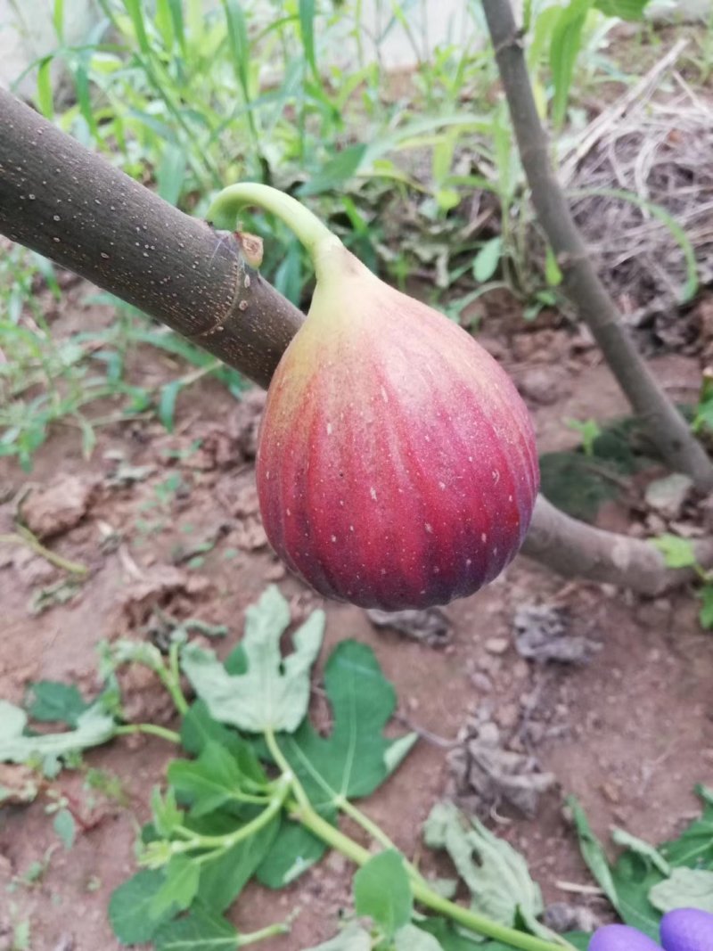 无花果苗亩栽220颗提供种植技术