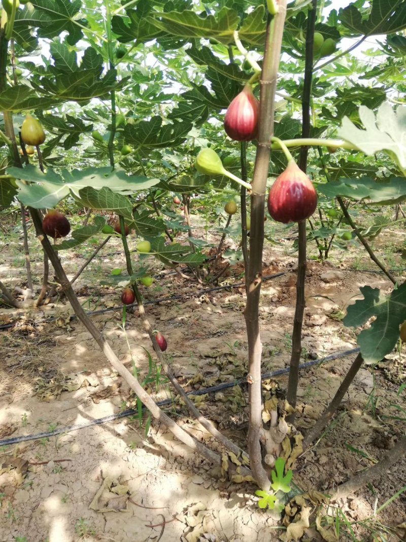 无花果苗亩栽220颗提供种植技术