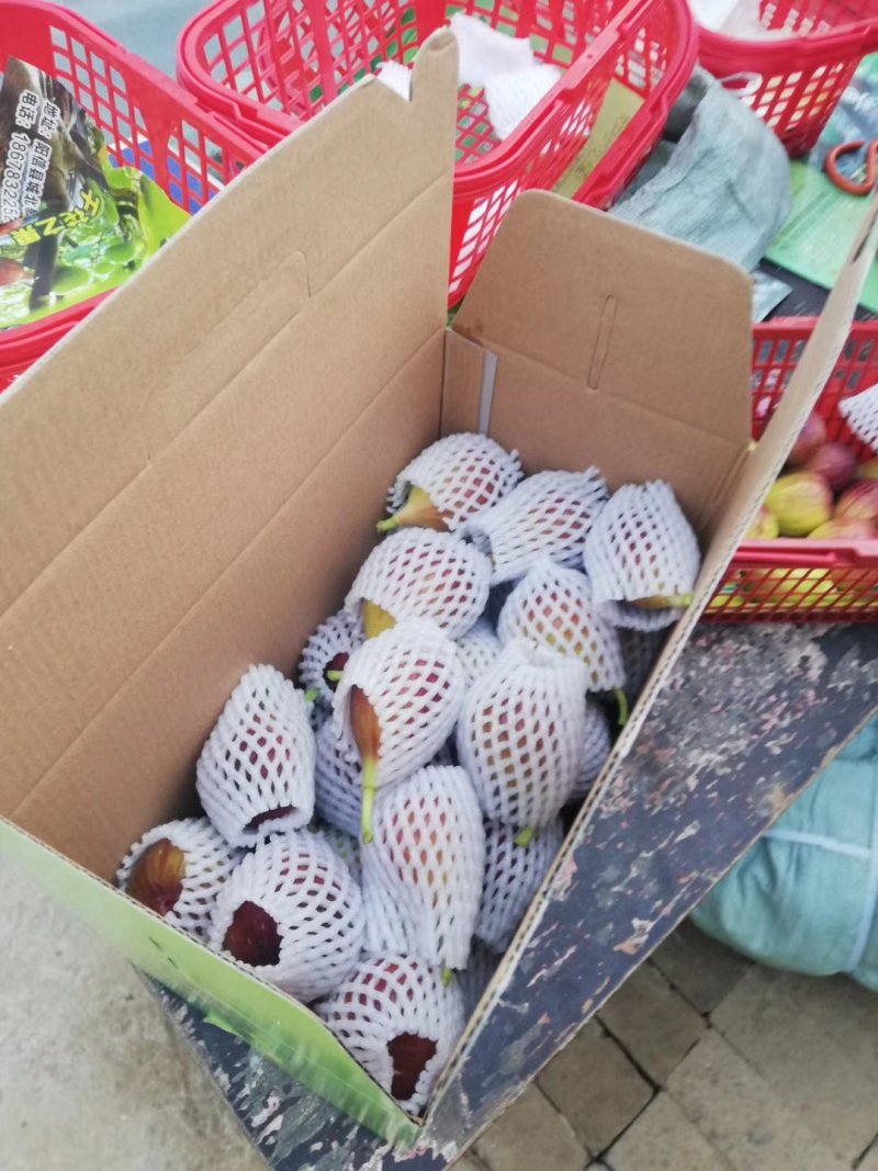 无花果苗亩栽220颗提供种植技术