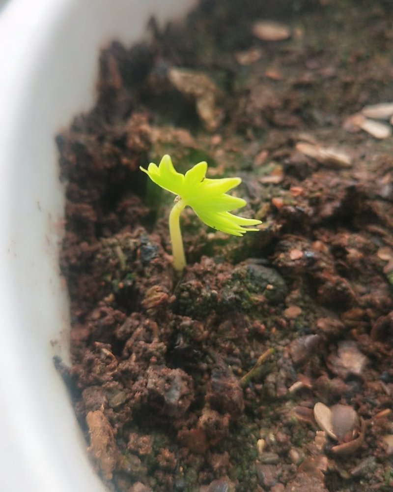 出售椴树种子，紫椴种子，小叶椴开口籽和紫椴苗