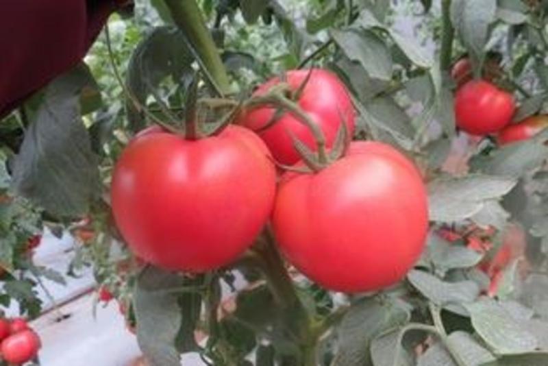安徽宿州番茄苗小番茄苗农家蔬菜大棚育苗品质有保障