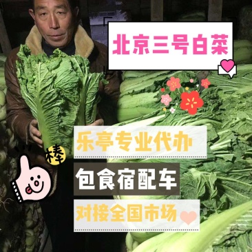 白菜，冬储大白菜，货源充足，质量保证，可以发往全国各地。