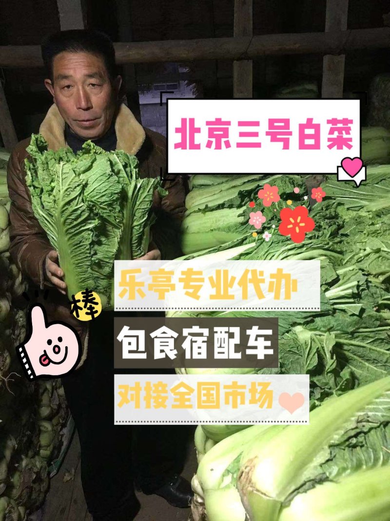 白菜，冬储大白菜，货源充足，质量保证，可以发往全国各地。