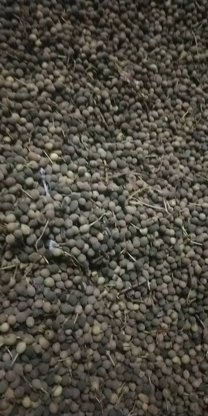 出售椴树种子，紫椴种子，小叶椴开口籽和紫椴苗