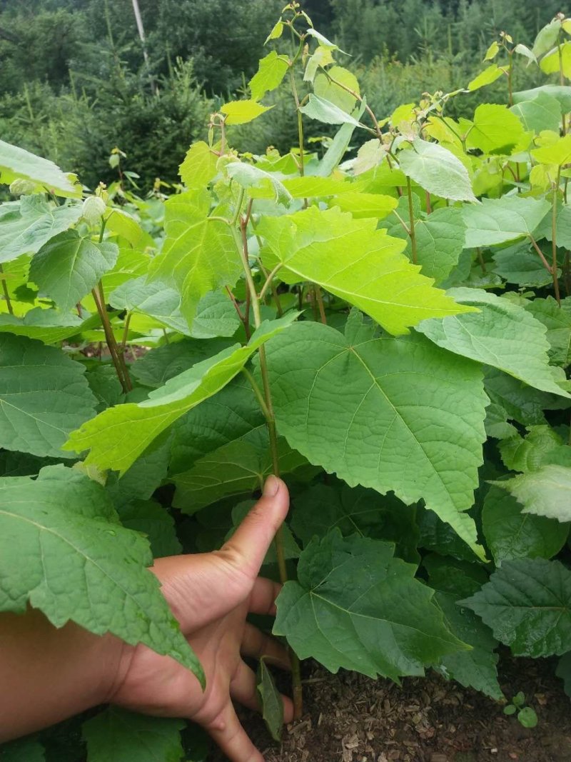 出售椴树种子，紫椴种子，小叶椴开口籽和紫椴苗
