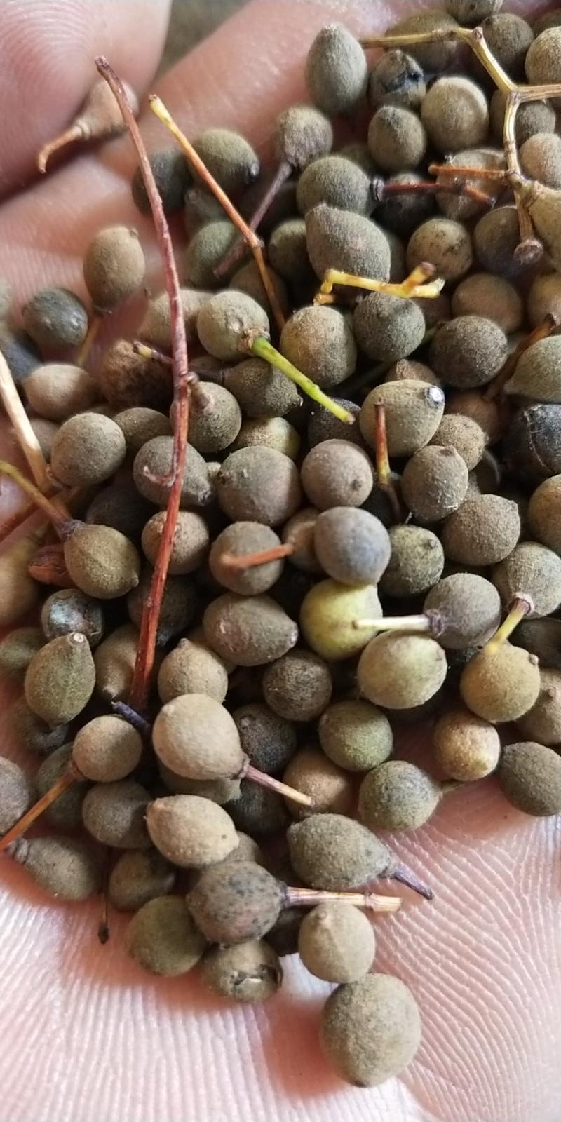 出售椴树种子，紫椴种子，小叶椴开口籽和紫椴苗