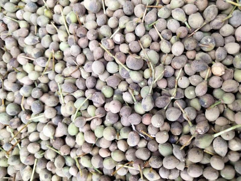出售椴树种子，紫椴种子，小叶椴开口籽和紫椴苗