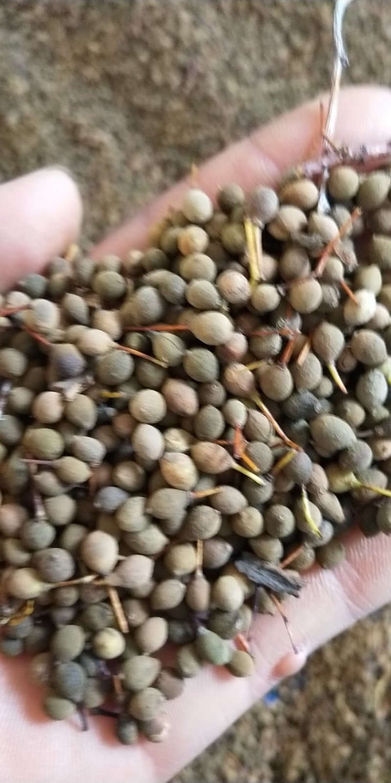 出售椴树种子，紫椴种子，小叶椴开口籽和紫椴苗