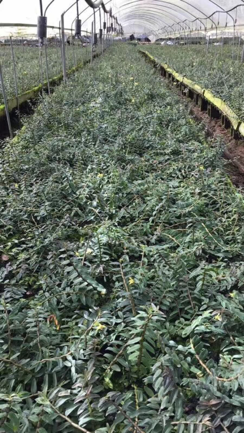云南鲜石斛