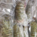 龙虾尾青龙虾尾小青龙100g～300g/条一手货源