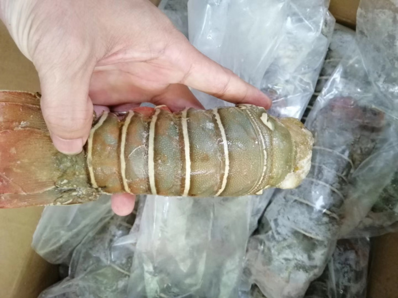 龙虾尾青龙虾尾小青龙100g～300g/条一手货源