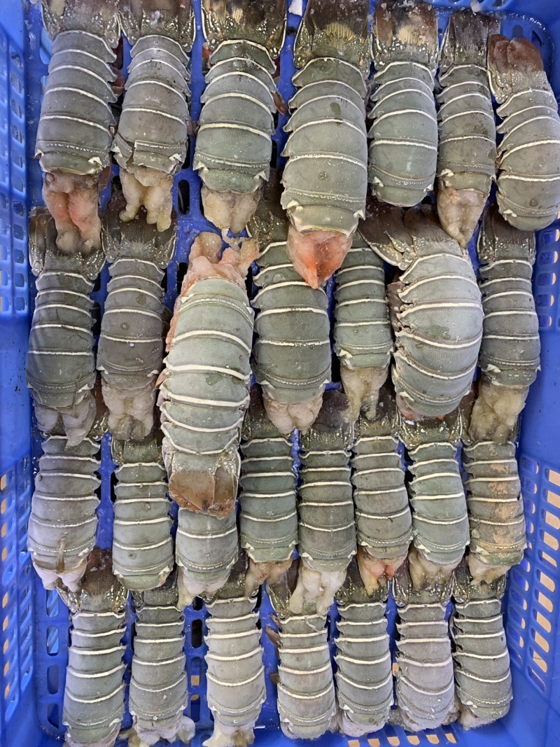 龙虾尾青龙虾尾小青龙100g～300g/条一手货源