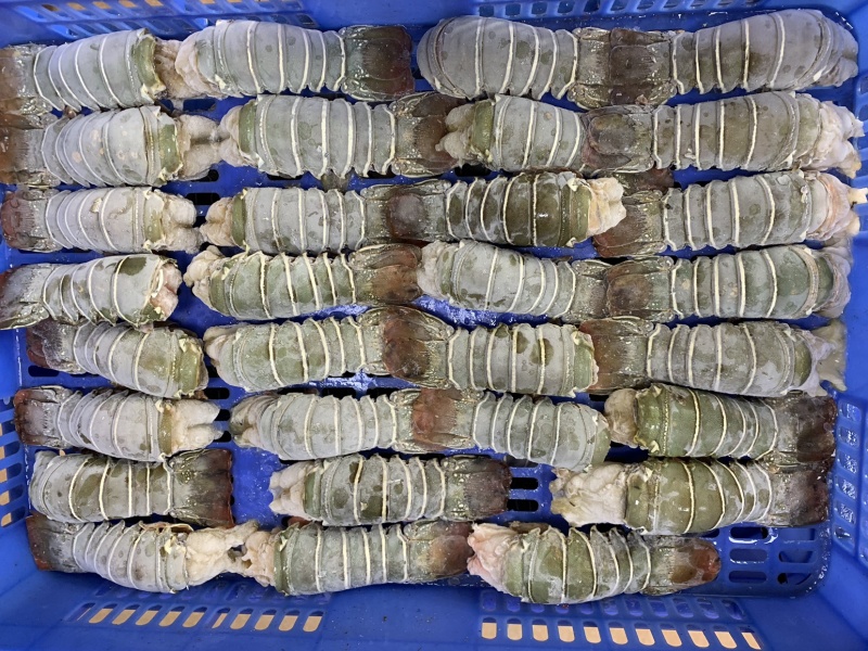 龙虾尾青龙虾尾小青龙100g～300g/条一手货源