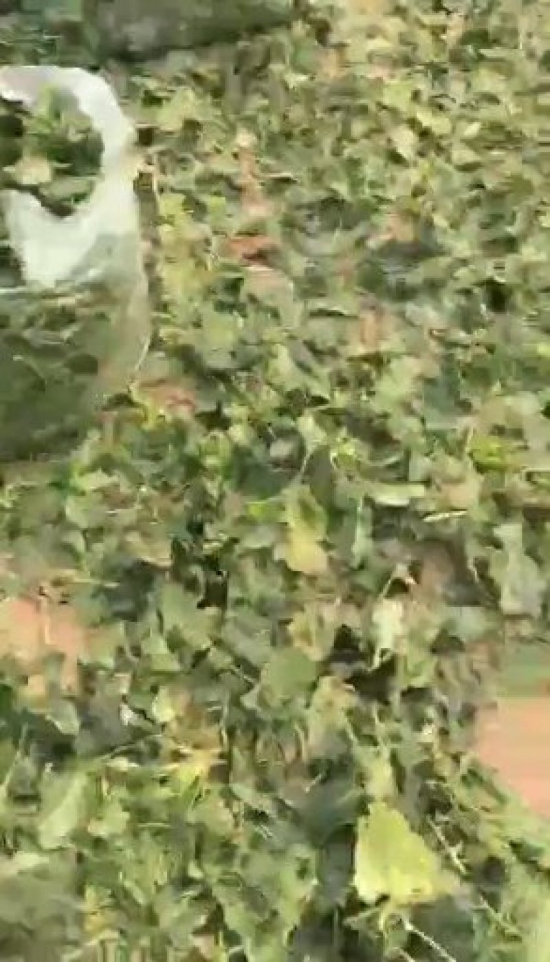 加工厂菠菜叶