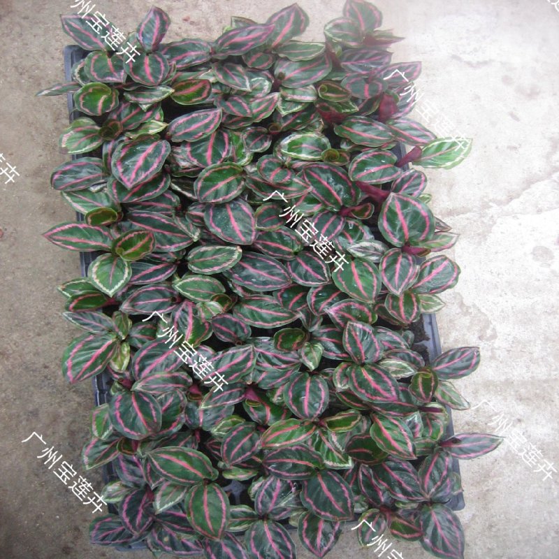 厂家低价供应优质室内高档花卉绿植彩虹竹芋组培苗