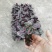 厂家低价供应优质室内高档花卉绿植彩虹竹芋组培苗
