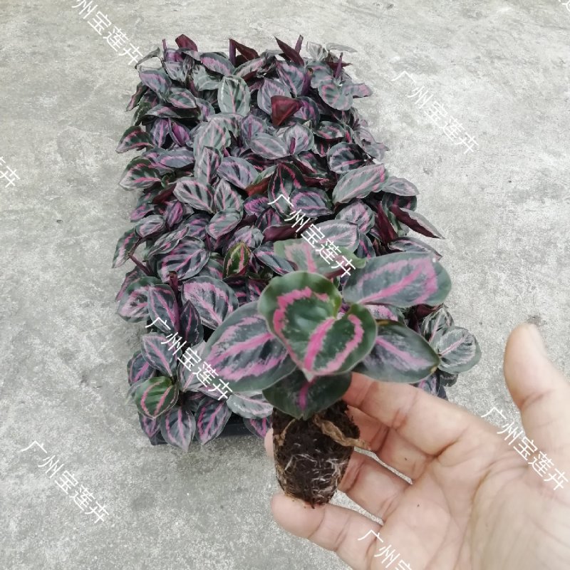 厂家低价供应优质室内高档花卉绿植彩虹竹芋组培苗