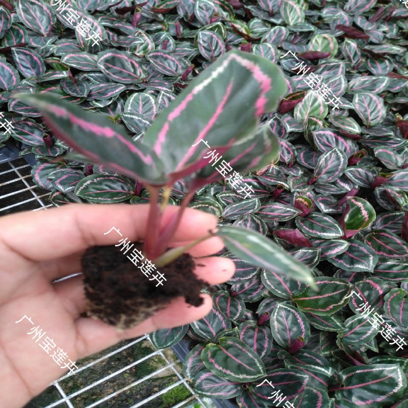 厂家低价供应优质室内高档花卉绿植彩虹竹芋组培苗