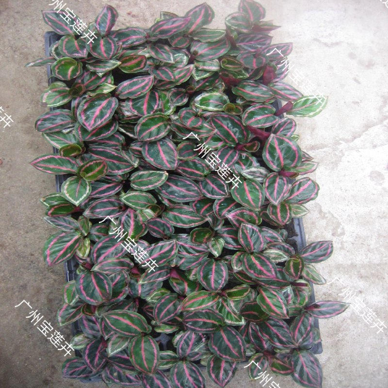 厂家低价供应优质室内高档花卉绿植彩虹竹芋组培苗