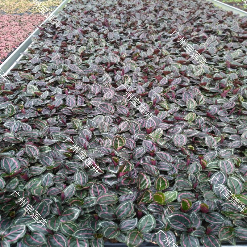 厂家低价供应优质室内高档花卉绿植彩虹竹芋组培苗