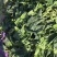 加工厂菠菜叶
