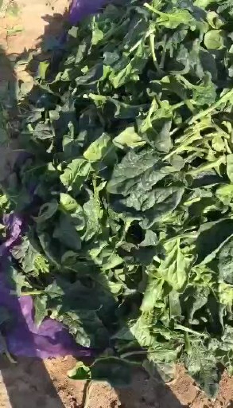 加工厂菠菜叶