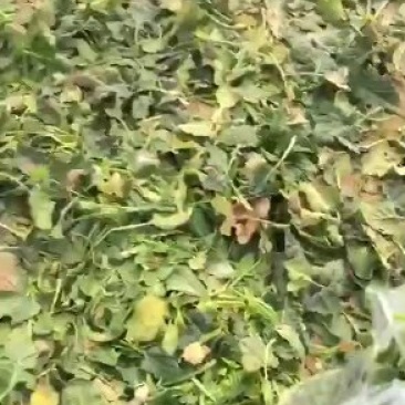 加工厂菠菜叶
