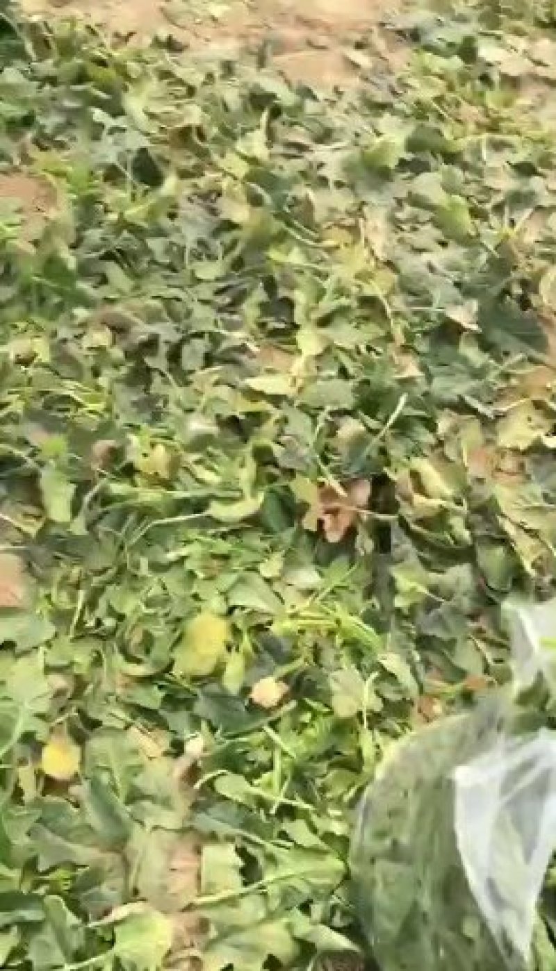 加工厂菠菜叶