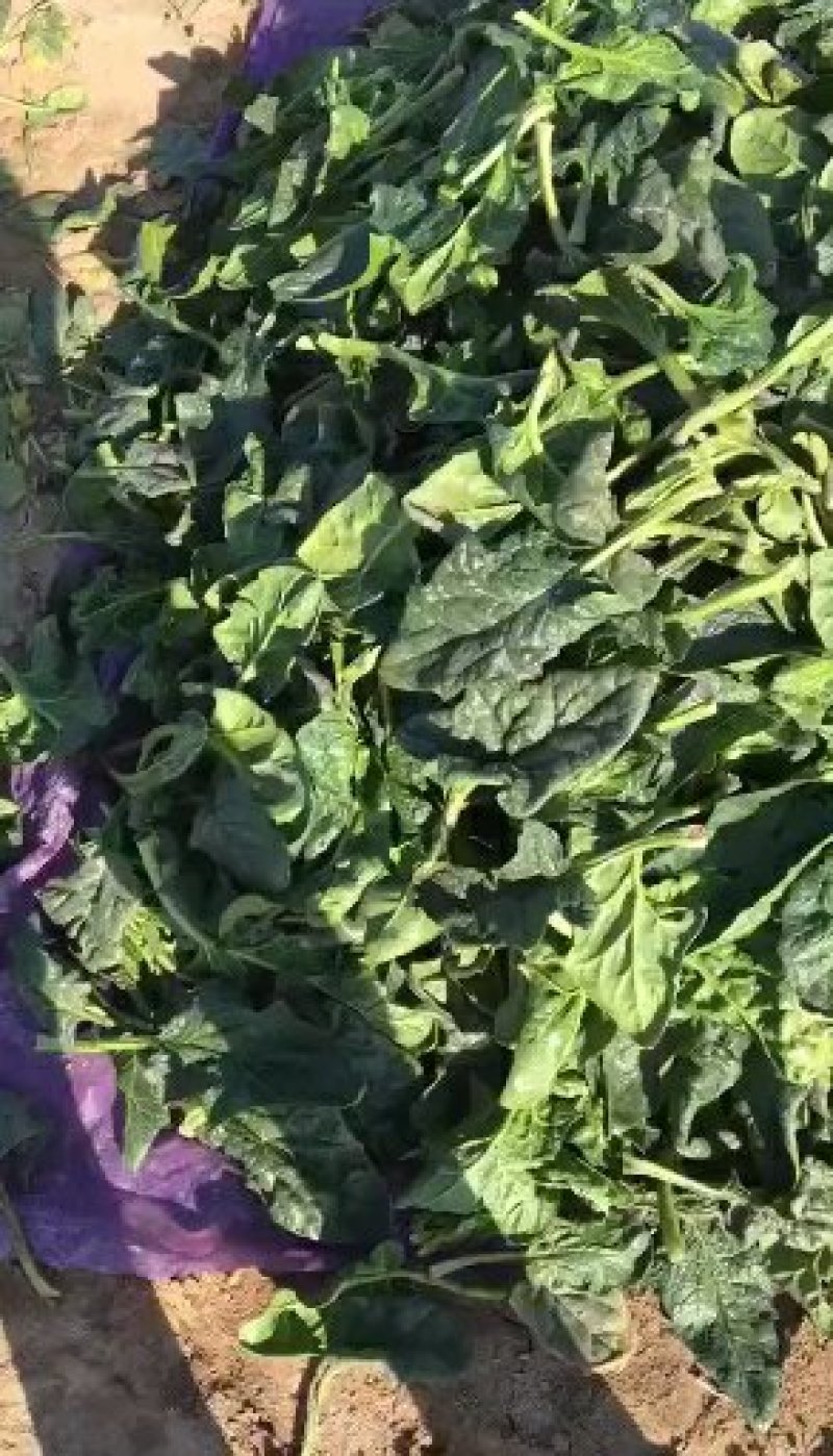 加工厂菠菜叶